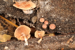 Tubaria romagnesiana