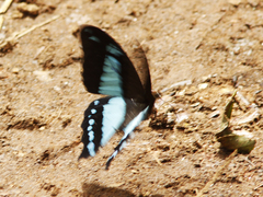 Papilio desmondi