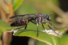 Daptolestes limbipennis
