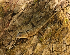 Anolis serranoi