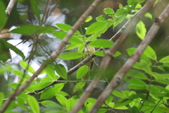 Tricholestes criniger