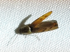 Conoderus fuscofasciatus