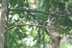 Rubigula cyaniventris