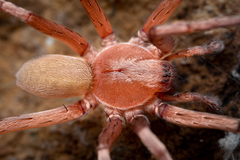 Socalchemmis kastoni