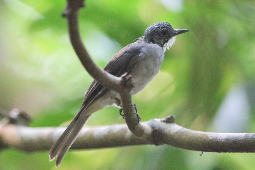 Cinereous Bulbul