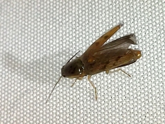 Conoderus fuscofasciatus