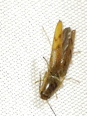 Conoderus fuscofasciatus