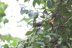 Rubigula erythropthalmos