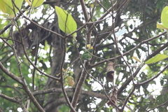 Psilopogon chrysopogon