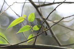 Zosterops auriventer