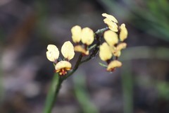 Diuris corymbosa