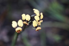 Diuris corymbosa