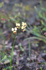 Diuris corymbosa