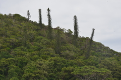 Araucaria scopulorum