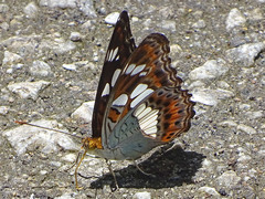 Moduza procris milonia