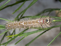 Genduara punctigera