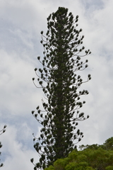 Araucaria scopulorum