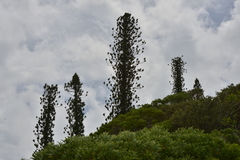 Araucaria scopulorum