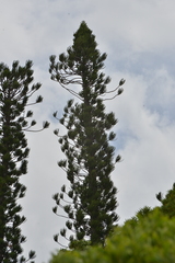 Araucaria scopulorum