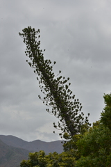 Araucaria scopulorum