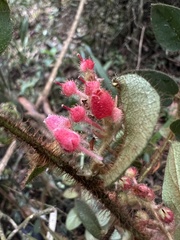 Gaultheria hapalotricha