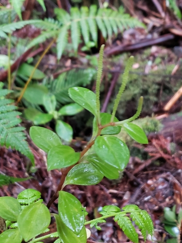 Peperomia hypoleuca, 2021-12-20