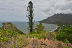 Araucaria scopulorum
