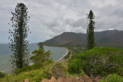 Araucaria scopulorum