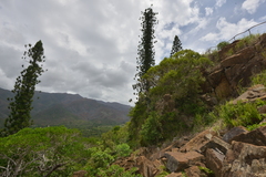 Araucaria scopulorum