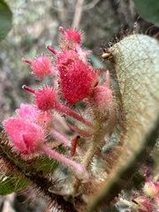 Gaultheria hapalotricha