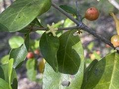 Cyclophyllum coprosmoides
