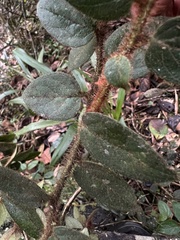 Gaultheria hapalotricha