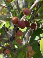 Cyclophyllum coprosmoides