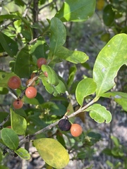 Cyclophyllum coprosmoides