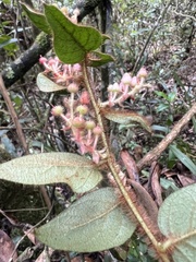 Gaultheria hapalotricha