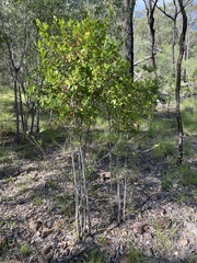 Cyclophyllum coprosmoides
