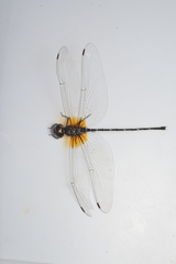 Synthemis flexicauda