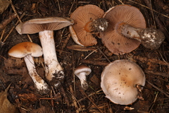 Cortinarius lucorum