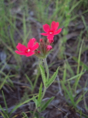Glandularia peruviana