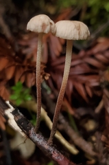 Paragymnopus sequoiae