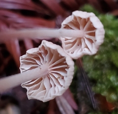 Paragymnopus sequoiae