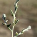 Sclerolaena stelligera - Photo (c) cinclosoma,  זכויות יוצרים חלקיות (CC BY-NC), הועלה על ידי cinclosoma