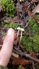 Paragymnopus sequoiae