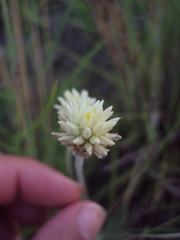 Pfaffia gnaphalioides