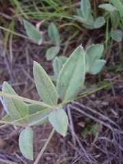 Pfaffia gnaphalioides