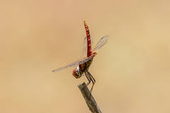 Urothemis aliena