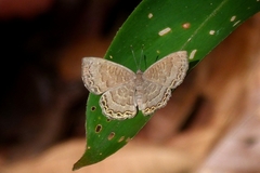 Voltinia phryxe