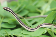 Lygophis dilepis