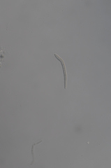 Pseudocercospora chionanthi-retusi