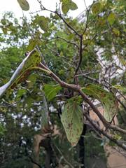 Pseudocercospora chionanthi-retusi